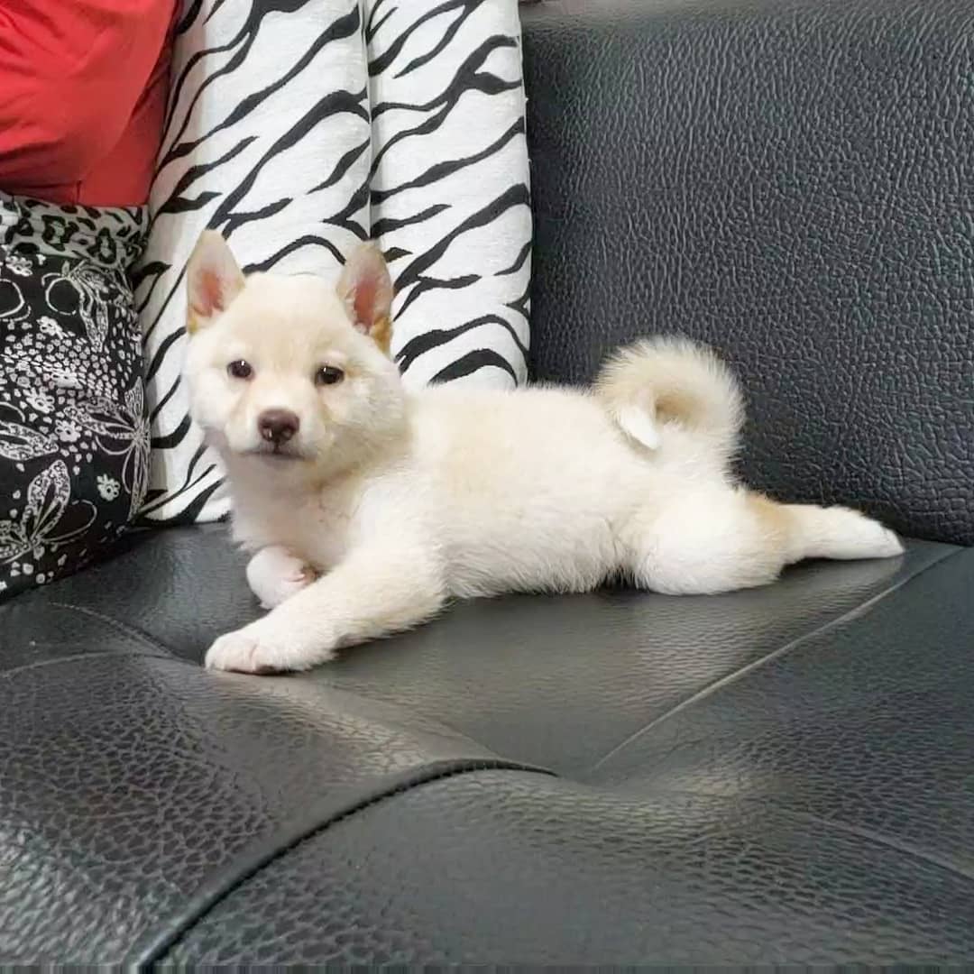 Baby, cachorro hembra Shiba Inu